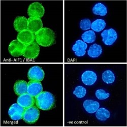 Allograft Inflammatory Factor 1 Isoform 3 (AIF1 Isoform 3) Antibody