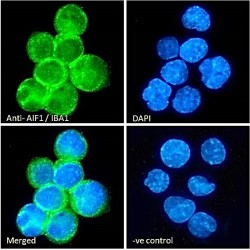 IBA1 (Isoform 3) Antibody