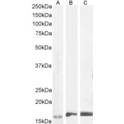 abx433713