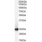 Chromobox Protein Homolog 1 (CBX1) Antibody