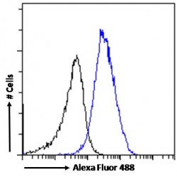 Chromobox Homolog 3 (CBX3) Antibody