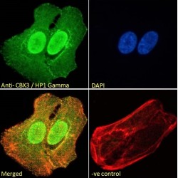 Chromobox Homolog 3 (CBX3) Antibody