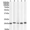 Chromobox Homolog 3 (CBX3) Antibody