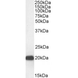 Chromobox Homolog 3 (CBX3) Antibody