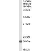 Western blot analysis of NIH3T3 lysate (35 µg protein in RIPA buffer) using biotin-conjugated Chromobox Homolog 3 (CBX3) Antibody (0.3 µg/ml, 1 hour). Detected by chemiluminescence, using streptavidin-HRP and using NAP blocker as a substitute for skimmed milk.