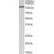 CCAAT/enhancer-Binding Protein Beta (CCAAT) Antibody