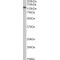 Discs Large Homolog 4 (DLG4) Antibody