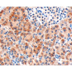 Frizzled Homolog 8 (FZD8) Antibody