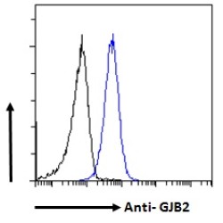 Gap Junction Beta-2 Protein / CX26 (GJB2) Antibody