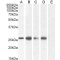 Gap Junction Beta-2 Protein / CX26 (GJB2) Antibody