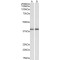 Guanine Nucleotide-Binding Protein G(Q) Subunit Alpha (GNAQ) Antibody