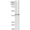 Guanine Nucleotide-Binding Protein Gq Subunit Alpha (GNAQ) Antibody