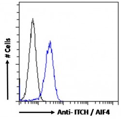 Itchy E3 Ubiquitin Protein Ligase (ITCH) Antibody