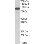 abx430079 (0.1 µg/ml) staining of Human Brain (Frontal Cortex) lysate (35 µg protein in RIPA buffer). Detected by chemiluminescence.