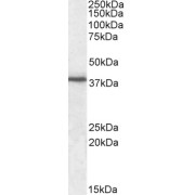 abx430080 (0.3 µg/ml) staining of Human Peripheral Blood Mononucleocyte lysate (35 µg protein in RIPA buffer). Primary incubation was 1 hour. Detected by chemiluminescence.