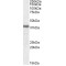 Junctional Adhesion Molecule 1 / JAM1 (F11R) Antibody