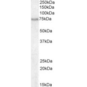 abx430082 (0.3 µg/ml) staining of Daudi cell lysate (35 µg protein in RIPA buffer). Detected by chemiluminescence.