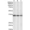 Malate Dehydrogenase 1 (MDH1) Antibody