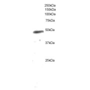 abx430086 (0.2 µg/ml) staining of U937 lysate (35 µg protein in RIPA buffer). Detected by chemiluminescence.