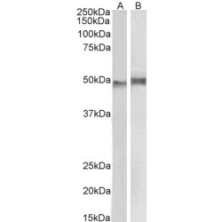 Neutrophil Cytosolic Factor 1 (NCF1) Antibody