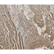 IHC-P analysis of Human heart tissue, using CSX1 Antibody (5 µg/ml).
