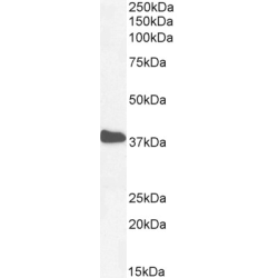 CSX1 Antibody