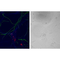 Neep21 Antibody