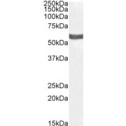 abx430090 (1 µg/ml) staining of Human Kidney lysate (35 µg protein in RIPA buffer). Detected by chemiluminescence.