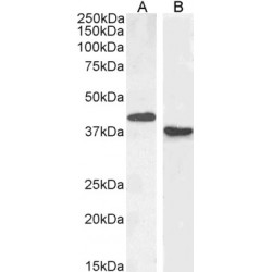 Paired Box Protein Pax-5 (PAX5) Antibody