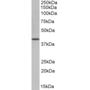 abx430094 (1 µg/ml) staining of NIH3T3 cell lysate (35 µg protein in RIPA buffer). Primary incubation was 1 hour. Detected by chemiluminescence.