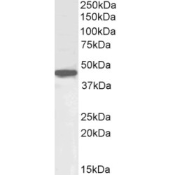 POU Class 5 Homeobox 1 / OCT4 (POU5F1) Antibody