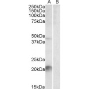 abx430096 staining (2 µg/ml) of Mouse Liver lysate (35 µg protein in RIPA buffer) with (B) and without (A) blocking with the immunising peptide. Primary incubation was 1 hour. Detected by chemiluminescence.
