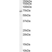 abx430098 staining (2 µg/ml) of Human Muscle lysate (RIPA buffer, 35 µg total protein per lane). Detected by chemiluminescence.