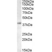 abx430100 staining (0.5 µg/ml) of K562 lysate (RIPA buffer, 35 µg total protein per lane). Primary incubated for 1 hour. Detected by western blot using chemiluminescence.