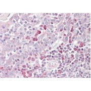 abx430109 (3.75 µg/ml staining of paraffin embedded Human Tonsil. Steamed antigen retrieval with citrate buffer pH 6, AP-staining.