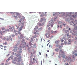 X-Box-Binding Protein 1 (XBP1) Antibody