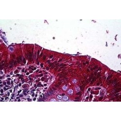 Low Density Lipoprotein Receptor Related Protein 4 (LRP4) Antibody