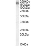 abx430112 (0.1 µg/ml) staining of Human Cerebral Cortex lysate (35 µg protein in RIPA buffer). Primary incubation was 1 hour. Detected by chemiluminescence.