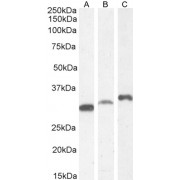 abx430113 staining (0.3 µg/ml) staining of HEK293 (A), K562 (B) and (1 µg/ml) LNCaP (C) cell lysate (35 µg protein in RIPA buffer). Detected by chemiluminescence.