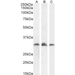 PSMF1 (Isoform 1) Antibody