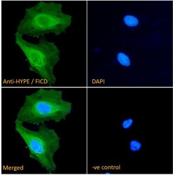 HYPE Antibody