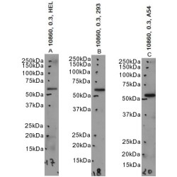 HYPE Antibody