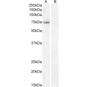 Western blot analysis of extract of Kelly cell lysate (A) and Peptide (B) (35 µg protein in RIPA buffer) using FEZ1 antibody (0.1 µg/ml).