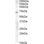 abx430122 (0.3 µg/ml) staining of A431 lysate (35 µg protein in RIPA buffer). Primary incubation was 1 hour. Detected by chemiluminescence.