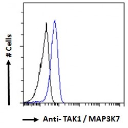 Mitogen-Activated Protein Kinase Kinase Kinase 7 (MAP3K7) Antibody