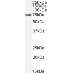 Mitogen-Activated Protein Kinase Kinase Kinase 7 (MAP3K7) Antibody