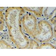 abx430127 (4 µg/ml staining of paraffin embedded Human Kidney. Steamed antigen retrieval with citrate buffer pH 6, HRP-staining.