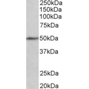 abx430138