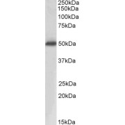 abx430143