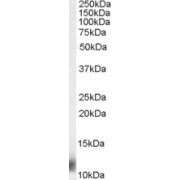 abx430148 (0.03 µg/ml) staining of Jurkat lysate (35 µg protein in RIPA buffer). Detected by chemiluminescence.